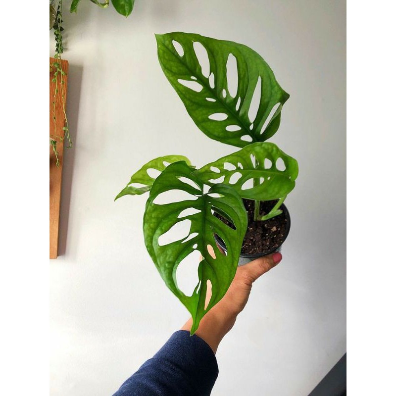 Tanaman hias janda bolong - janda bolong