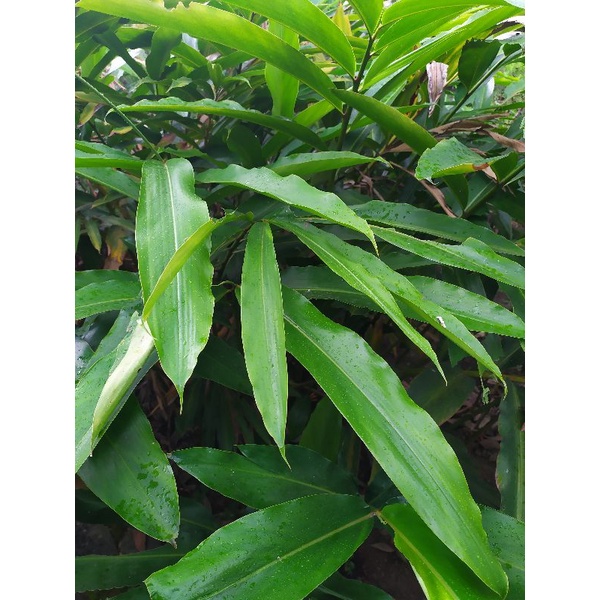 

Daun Walang Segar 500gr Rempah Daun Walang