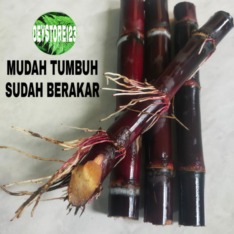 

Bibit Tebu Ireng tebu Hitam 1 kg siaf tanam