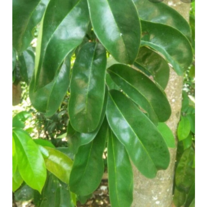 

Daun sirsak segar 100lembar