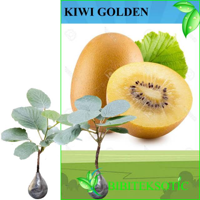 

Tanaman Kiwi Golden (1 Pohon Jantan & 1 Pohon Betina)