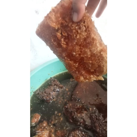 

madu hutan 100% asli