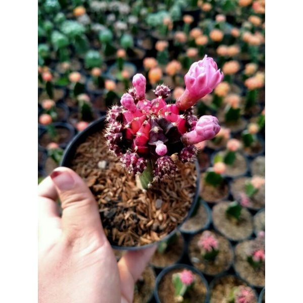 kaktus gymno blackpink FREE pot + media tanam