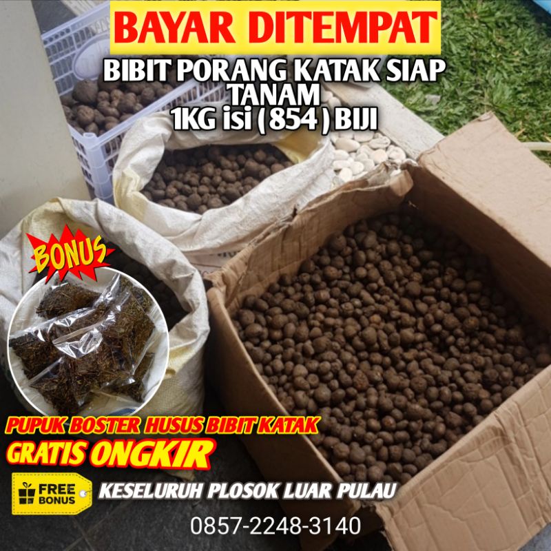 Bibit Porang Katak Super 1KG siap Tanam Sudah Karantina Anti Busuk / Kompos Jaminan 100% Kuat