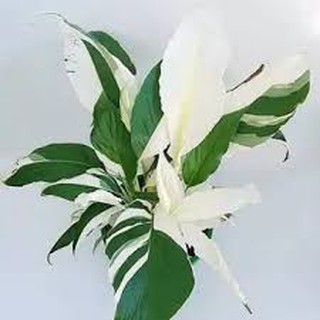 Tanaman hias bunga peace lily variegata sepatu filum ...