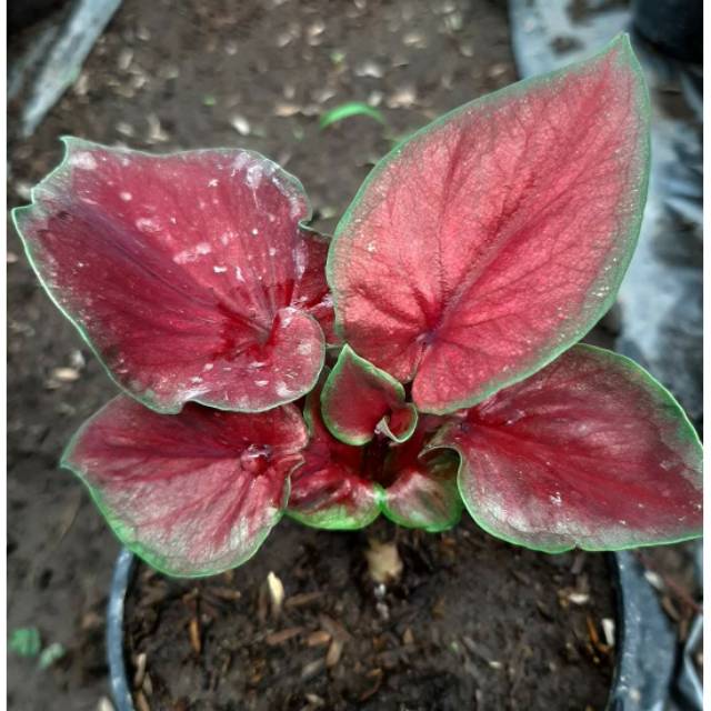 Tanaman Hias Caladium Keladi Hias Red Jaguar Shopee Indonesia