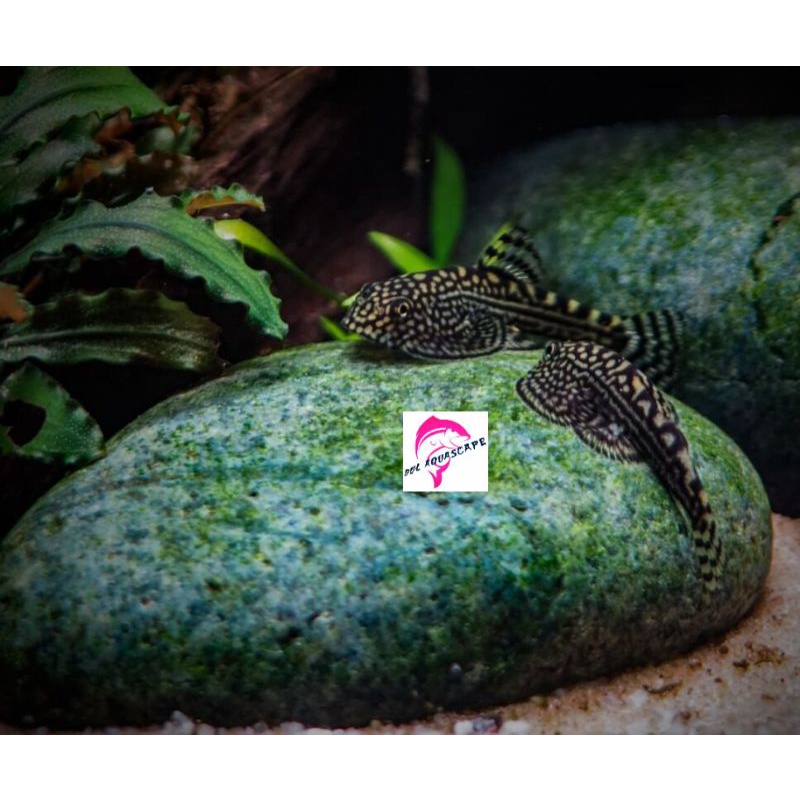 Hiasan aquarium / ikan hias borneo succer algaeter aquascape, ikan pemakan lumut dan sisa makanan,ko