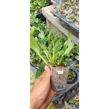 anggrek dendrobium spectabile usia remaja