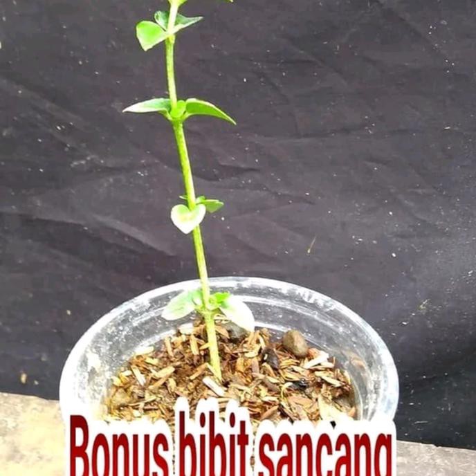 R3Brn Bibit Santigi Karang Daun Mawar