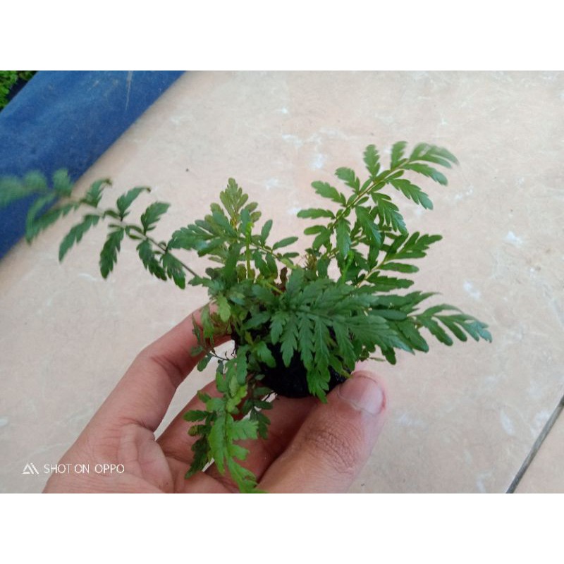 pakis darat untuk paludarium