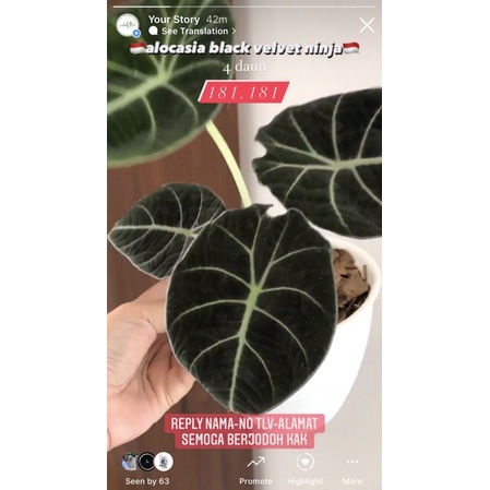 alocasia black velvet ninja