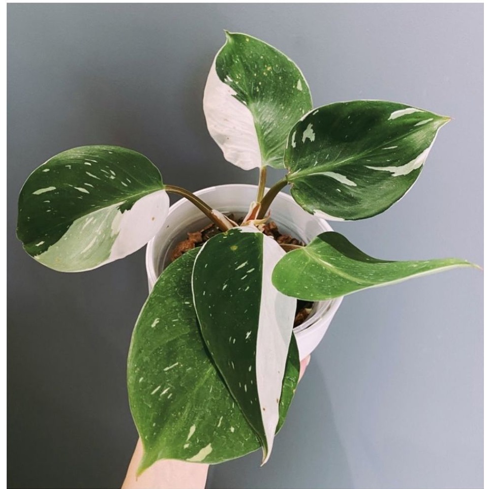 TANAMAN HIAS PHILODENDRON WHITE KNIGHT VARIEGATA TANAMAN PHILO WHITE KNIGHT MABLE VARIGATA