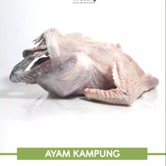 Ayam Kampung Ukuran Sedang