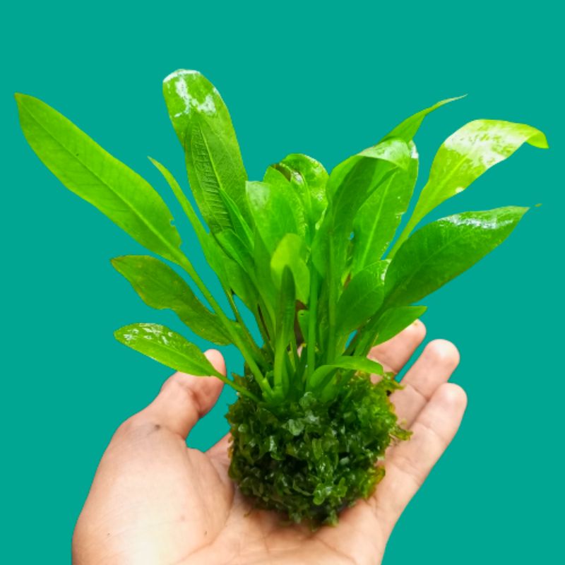 amazon sword+moss pelia media wabikusa tanaman aquascape