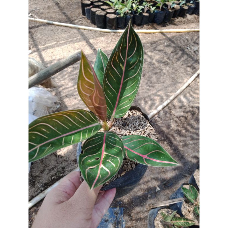 aglonema pride of sumatra