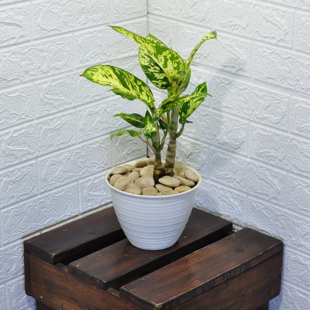 Tanaman Aglonema Anggun Ayu