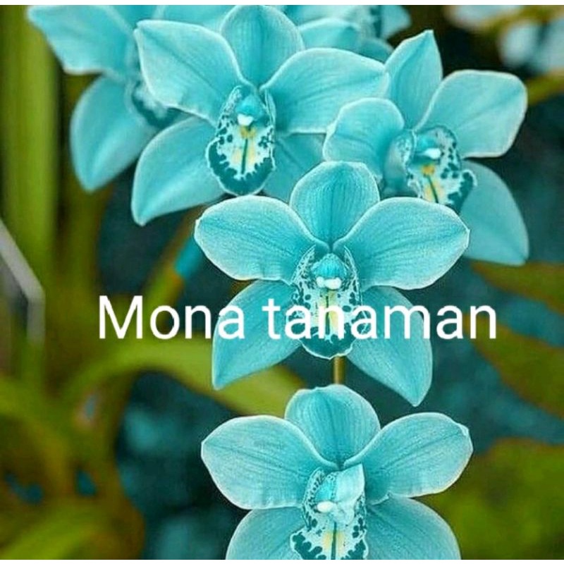 Tanaman Hias Bunga Anggrek Tanah Blue - Bunga Biru
