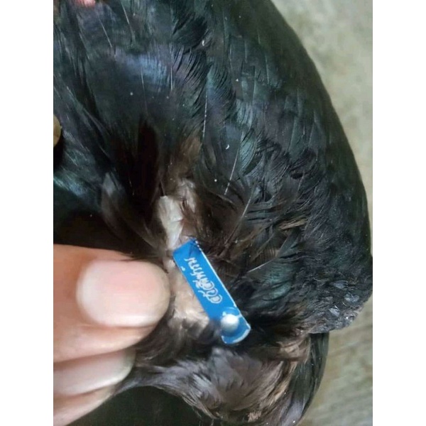 PAKHOY BLACKBULL TELUR FERTIL. SPESIALIS NGECEM BADAN.