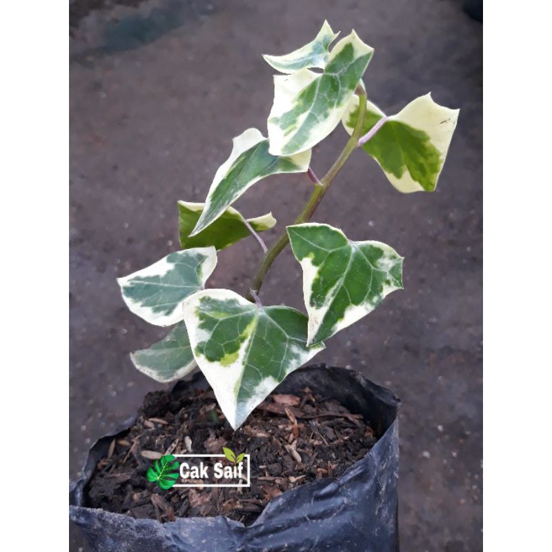 Tanaman Hias Ivy / Tanaman hias gantung (bibit)