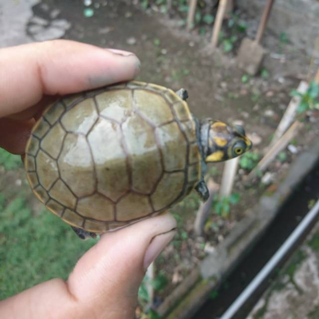 Kura kura air unifilis /kura muka badut