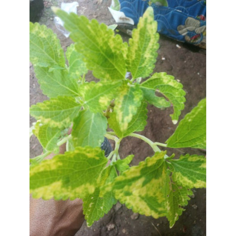 Tanaman hias miana daun hijau kuning/pohon miana