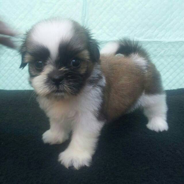 anjing shih tzu mix pom