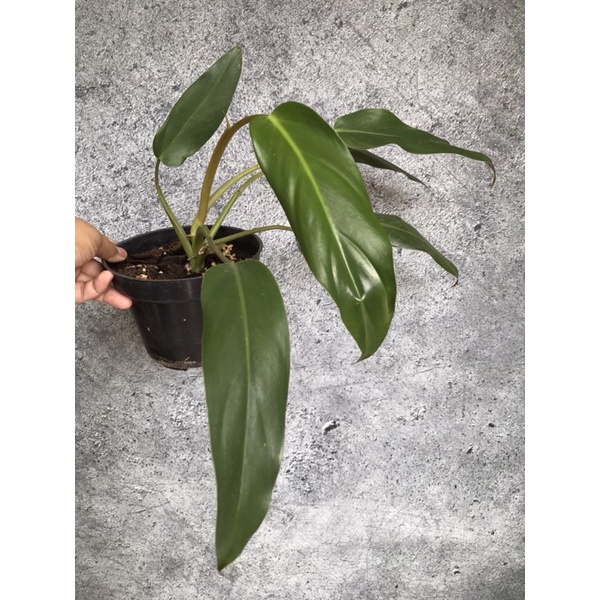 Philodendron mexicanum