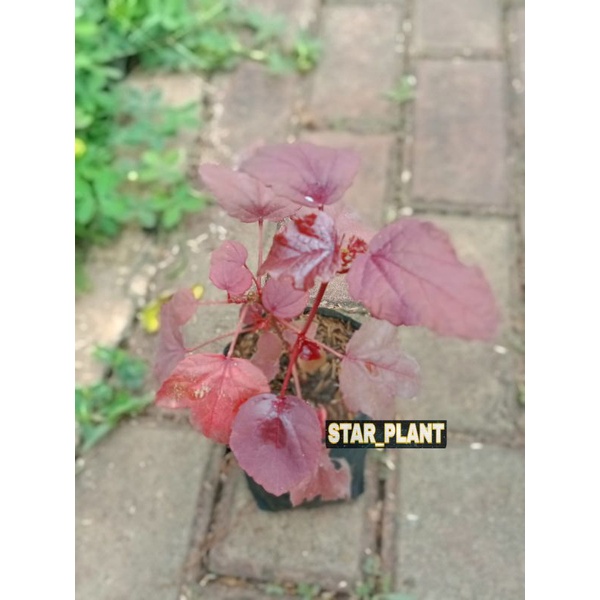 tanaman herbal bunga Rosela ungu Rosella ungu