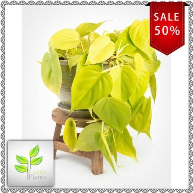 BISA COD  Tanaman hias Sirih gading lemon - sirih gading kuning (tanaman hidup-bunga hidup Besar Rim