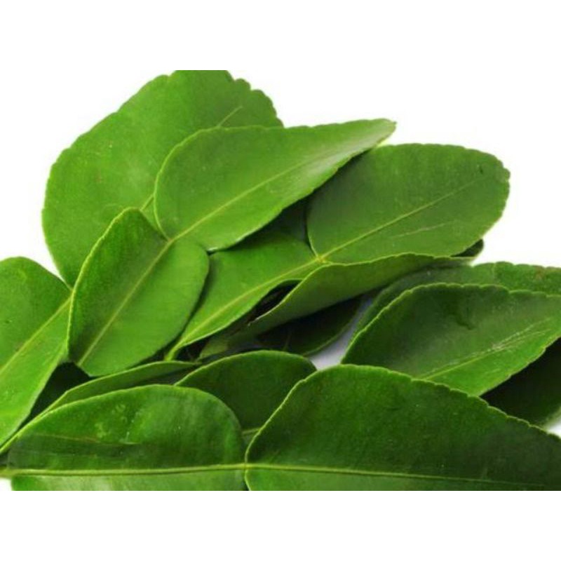 

DAUN JERUK PURUT SEGAR 250 gram