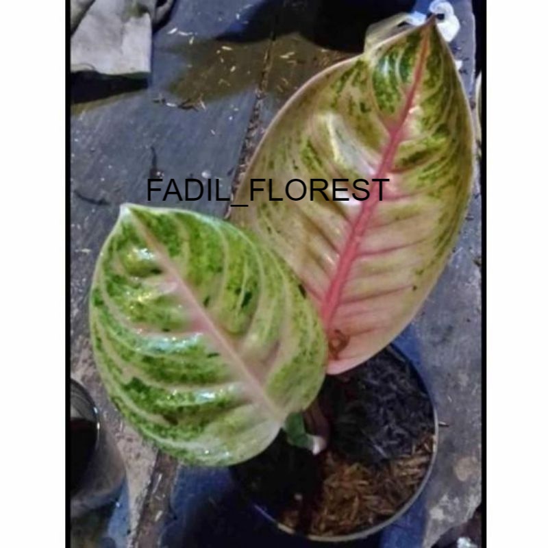 aglonema MOONLIGHT baby SEED_AGLONEMA