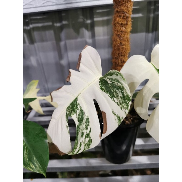 monstera white tiger
