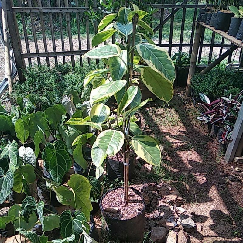 pohon beringin karet kebo kuning / karet kebo varigata