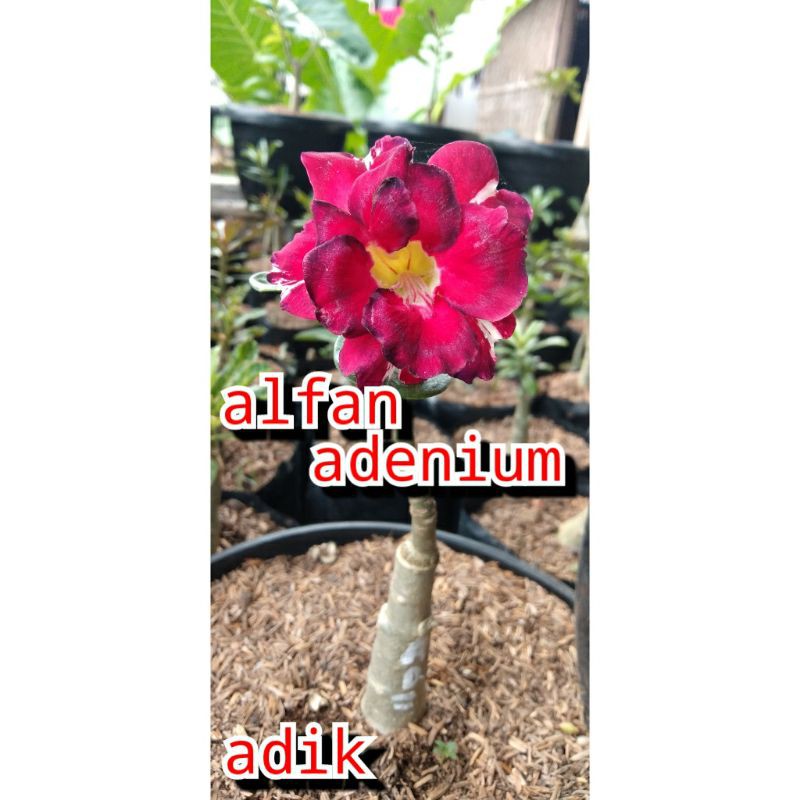 

BIBIT BUNGA ADENIUM TUMPUK