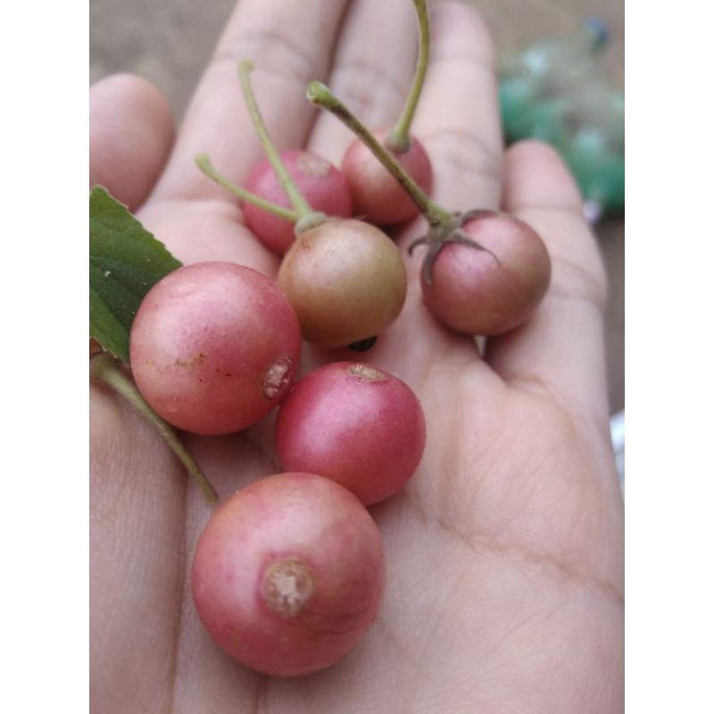 

Buah kersen segar