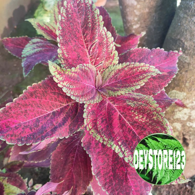 

daun iler jawer kotok merah segar 500 gr