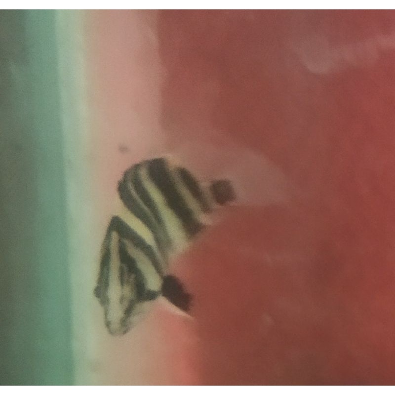 Tiger datz gold sumatra baby