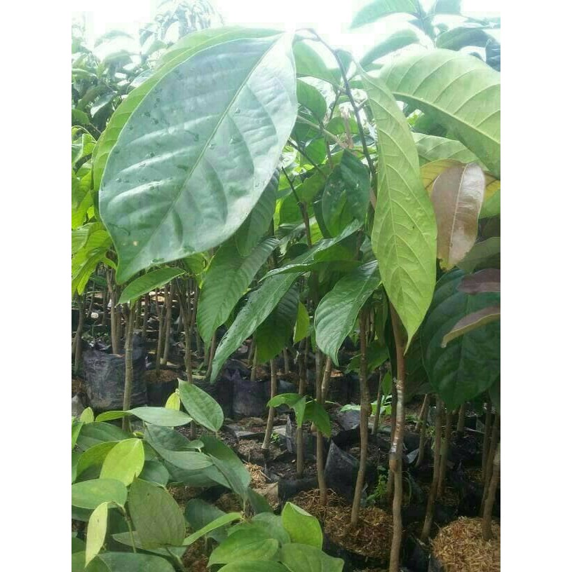 kw1 bibit tanaman buah duku longkong