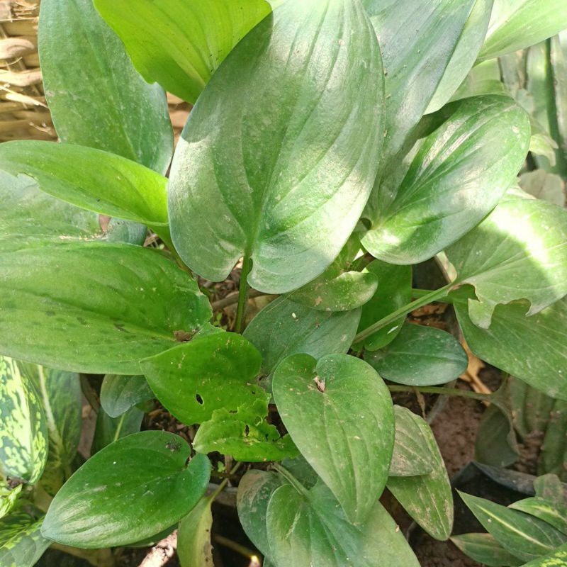 Philodendron  lidah katak.