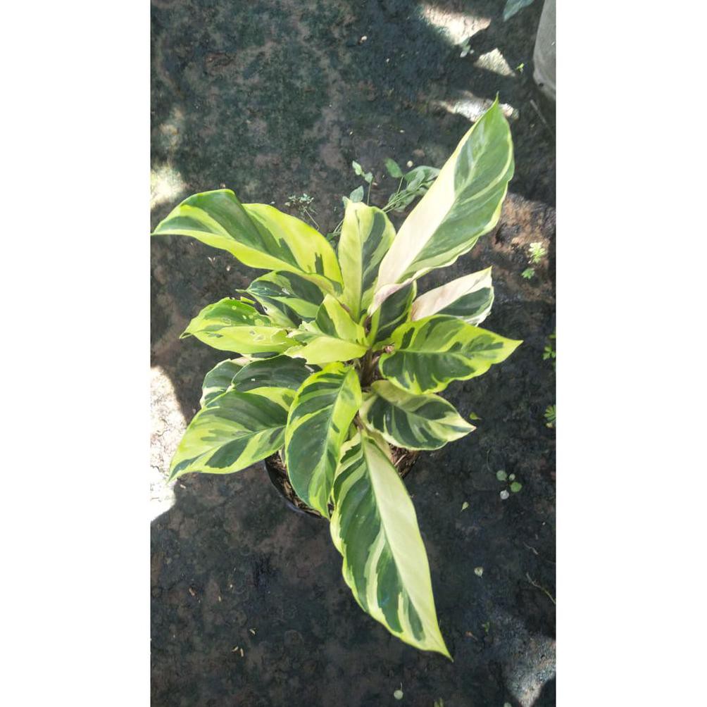 Z Coy Z Tanaman Hias Bunga Calathea Thai Beauty Varigata Shopee Indonesia