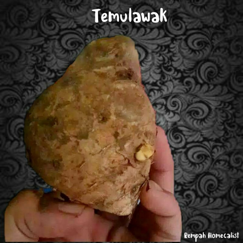 Temulawak 1kg Temulawak Segar Curcuma