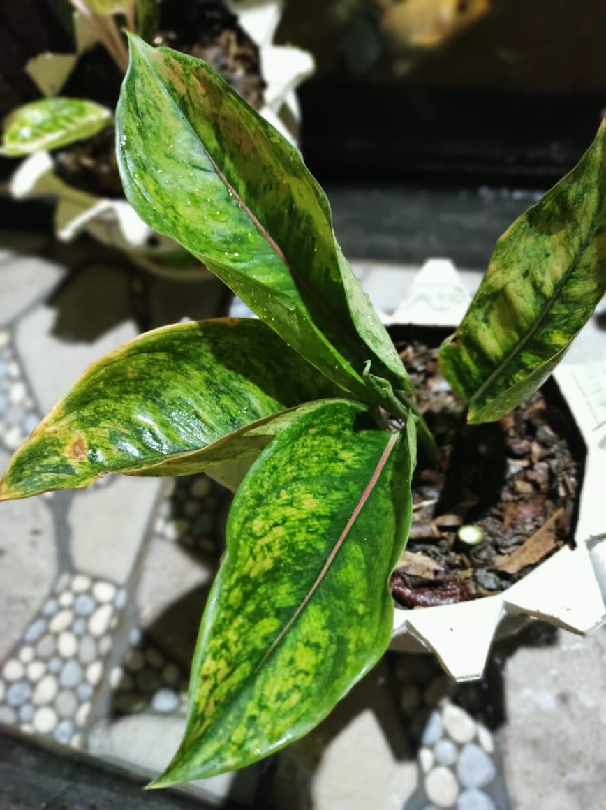 Bibit Bunga Aglonema Heng Heng