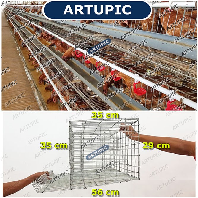 Kandang Ayam Petelur Baterai 4 Pintu Galvanise ARTUPIC 8 Ekor Ayam Layer Petelur Readystock Banyak