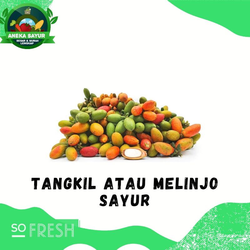 

Melinjo Sayur atau Tangkil