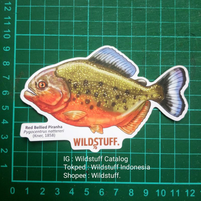 Sticker Wildstuff RBP Red Bellied Piranha Pygocentrus nattereri