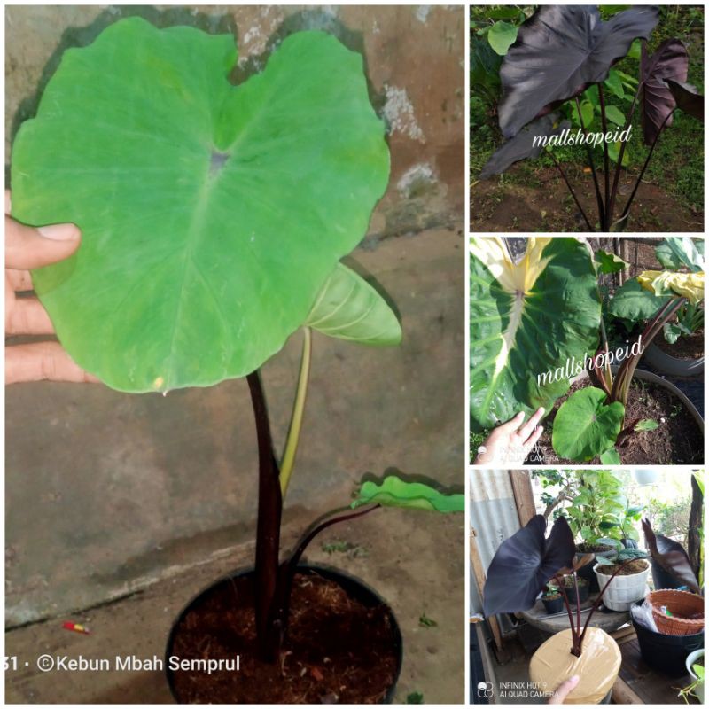paket hemat colocasia white lava dan black coral