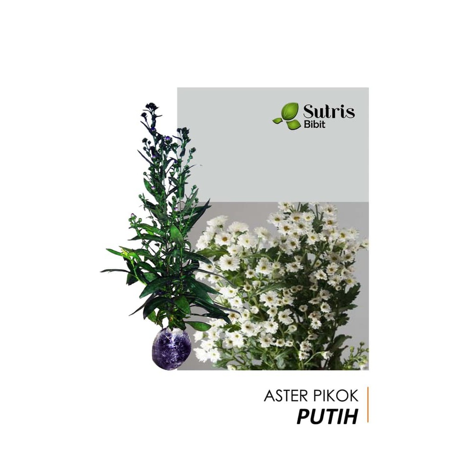 Tanaman Hias Bunga Aster Pikok Putih