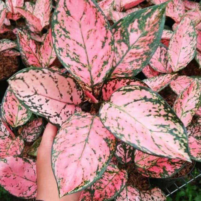 Tanaman Hias Aglonema Lady Valentine - Aglaonema Lady Valentine