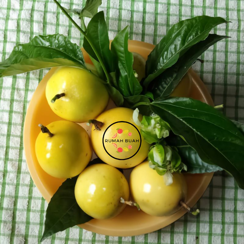 

Buah Markisa Segarrrr 1kg