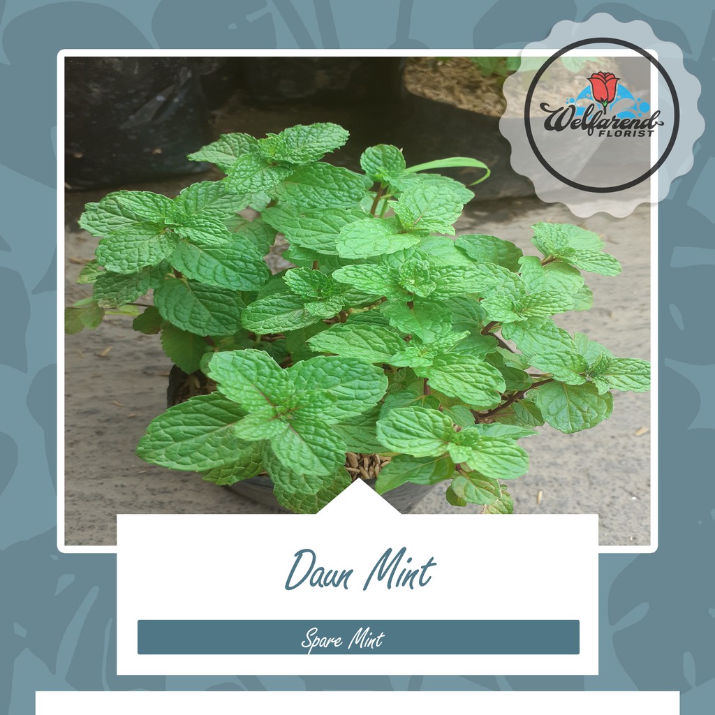 

Daun Mint (paket 5pcs bonus 1)